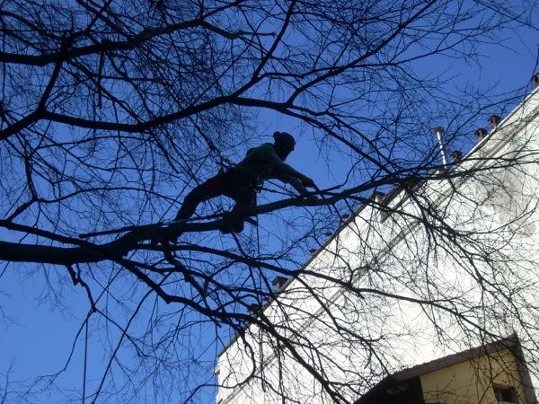 Tree Climbing a Savona