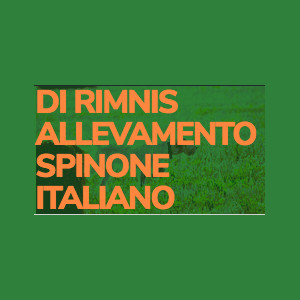 DI RIMNIS ALLEVAMENTO SPINONE ITALIANO
