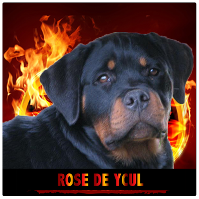 Rose De Ycul - Rottweiler Kennel Cuori Impavidi
