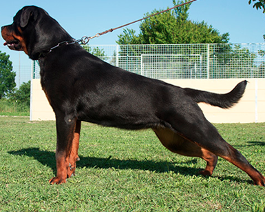 DESY - Rottweiler Kennel Cuori Impavidi