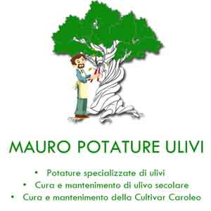 MAURO POTATURE ULIVI