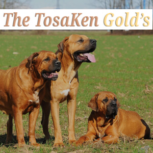 THE TOSAKEN GOLD'S