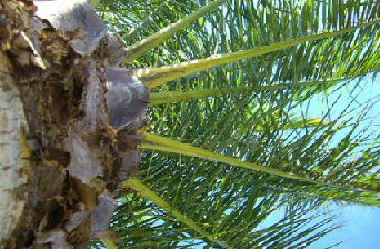 Potatura, abbattimento e cura delle palme