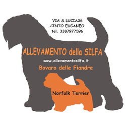 Allevamento bovaro delle fiandre e Norfolk Terrier a Padova