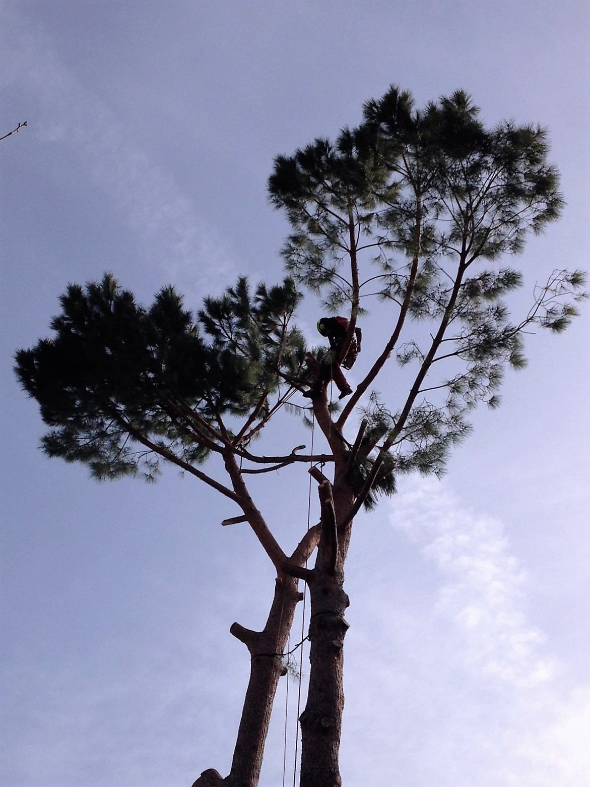 Pinus pinea Borgio Verezzi
