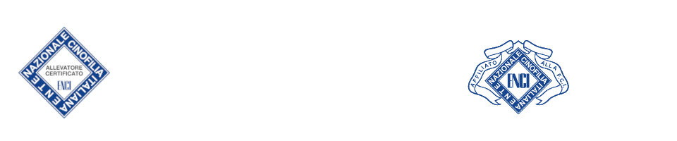 FLIES THE BANDWA LABRADORS