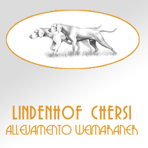 LINDENHOF CHERSI - ALLEVAMENTO WEIMARANER